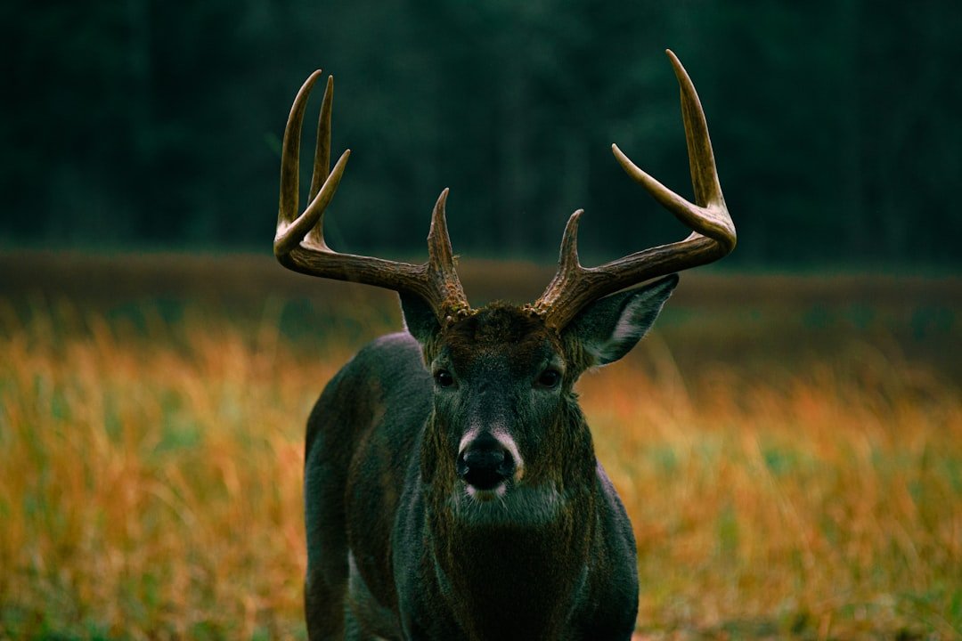black-moose-on-brown-grass-field-during-daytime-3l8am-0dwcq